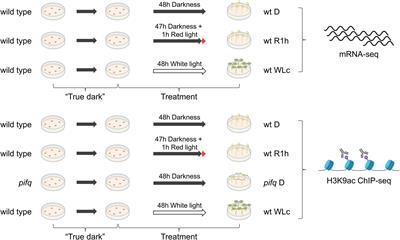 Chromatin Changes in Phytochrome Interacting Factor-Regulated Genes Parallel Their Rapid Transcriptional Response to Light